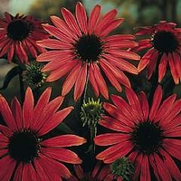 Coneflower Magnus 1 packet