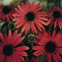 Echinacea Purpurea Magnus 1 packet (30 seeds)