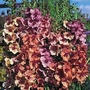 Verbascum x hybrida Southern Charm F1 1 packet