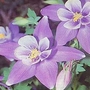 Aquilegia caerulea 1 packet