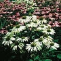 Echinacea Purpurea Lustre Hybrids 1 packet (25 seeds)