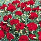 Edible Flowers : Dianthus caryophyllus Fenbow Nutmeg Clove 1 packet