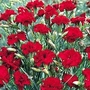 Dianthus Caryophyllus Fenbow Nutmeg Clove 1 packet (20 seeds)