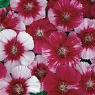 Carnation  Corona Cherry Magic 1 packet