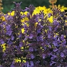 Nepeta transcaucasica* Blue Infinity 1 packet