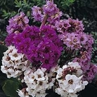 Elephant Ears :  New Winter Flowering Hybrids 1 packet