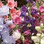 Campanula Medium Canterbury Bells Mixed 1 packet (850 seeds)
