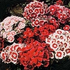 Edible Flowers : Dianthus barbatus T&M Auricula-eyed Mixed 1 packet