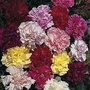 Dianthus Caryophyllus Giant Chabaud Mixed 1 packet (200 seeds)