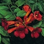 Campsis radicans 1 packet