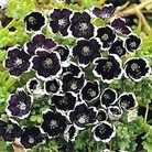 Nemophilia menziesii Pennie Black 1 packet