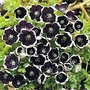 Nemophilia menziesii Pennie Black 1 packet