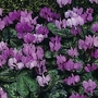 Cyclamen Coum Hybrids 1 packet (15 seeds)
