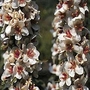 Verbascum chaixii Album 1 packet