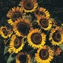 Edible Flowers : Helianthus annuus Taiyo 1 packet