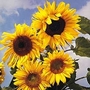 Edible Flowers : Helianthus annuus Russian Giant 1 packet