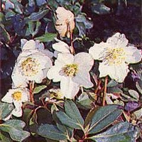 Helleborus niger 1 packet