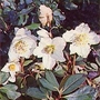 Helleborus niger 1 packet