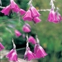 Dierama Pulcherrima Slieve Donard Hybrids 1 packet (25 seeds)