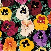 Viola X Wittrockiana Petite Mixed F1 1 packet (35 seeds)