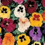 Viola X Wittrockiana Petite Mixed F1 1 packet (35 seeds)