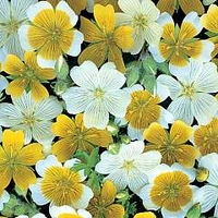 Limnanthes douglasii Spanish Omelette Mixed 1 packet