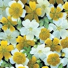 Limnanthes douglasii Spanish Omelette Mixed 1 packet
