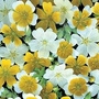 Limnanthes douglasii Spanish Omelette Mixed 1 packet