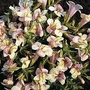 Mimulus x hybridus Andean Nymph 1 packet