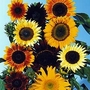 Edible Flowers : Helianthus annuus The Bees Knees F1 Hybrid Mixed 1 packet