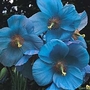 Meconopsis Betonicifolia 1 packet (50 seeds)