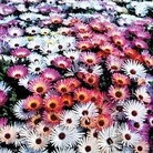 Mesembryanthemum Sparkles Mixed 1 packet