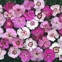 Dianthus Plumarius Ipswich Pinks Mixed 1 packet (75 seeds)