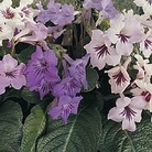Streptocarpus Windowsill Magic Mixed F1 1 packet