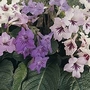Streptocarpus Windowsill Magic Mixed F1 1 packet