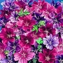 Malva Sylvestris 'Mystic Merlin' 1 packet (40 seeds)