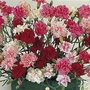 Dianthus Plumarius Sonata 1 packet (30 seeds)