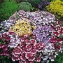 Nemesia strumosa Paintbox 1 packet