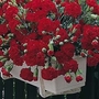 Dianthus Caryophyllus Trailing Carnations Mixed 1 packet (100 seeds)