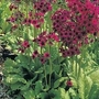 Primula japonica Miller's Crimson 1 packet