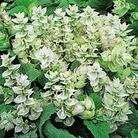 Salvia sclarea var. turkestanica alba 1 packet