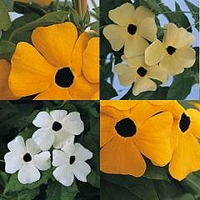 Thunbergia alata Beauty Spots 1 packet