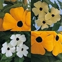 Thunbergia alata Beauty Spots 1 packet