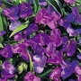 Tradescantia Andersonia Mixed Colours 1 packet (20 seeds)