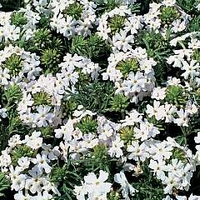 Verbena speciosa Snowy River 1 packet