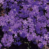 Verbena speciosa Moon River 1 packet