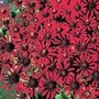 Zinnia tenuifolia Red Spider 1 packet