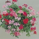 Geranium - Pelargonium Ivy Leaved : Summer Showers Mix 1 packet