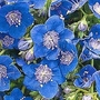 Phacelia Viscida Tropical Surf 1 packet (500 seeds)