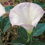 Datura Meteloides Evening Fragrance 1 packet (8 seeds)